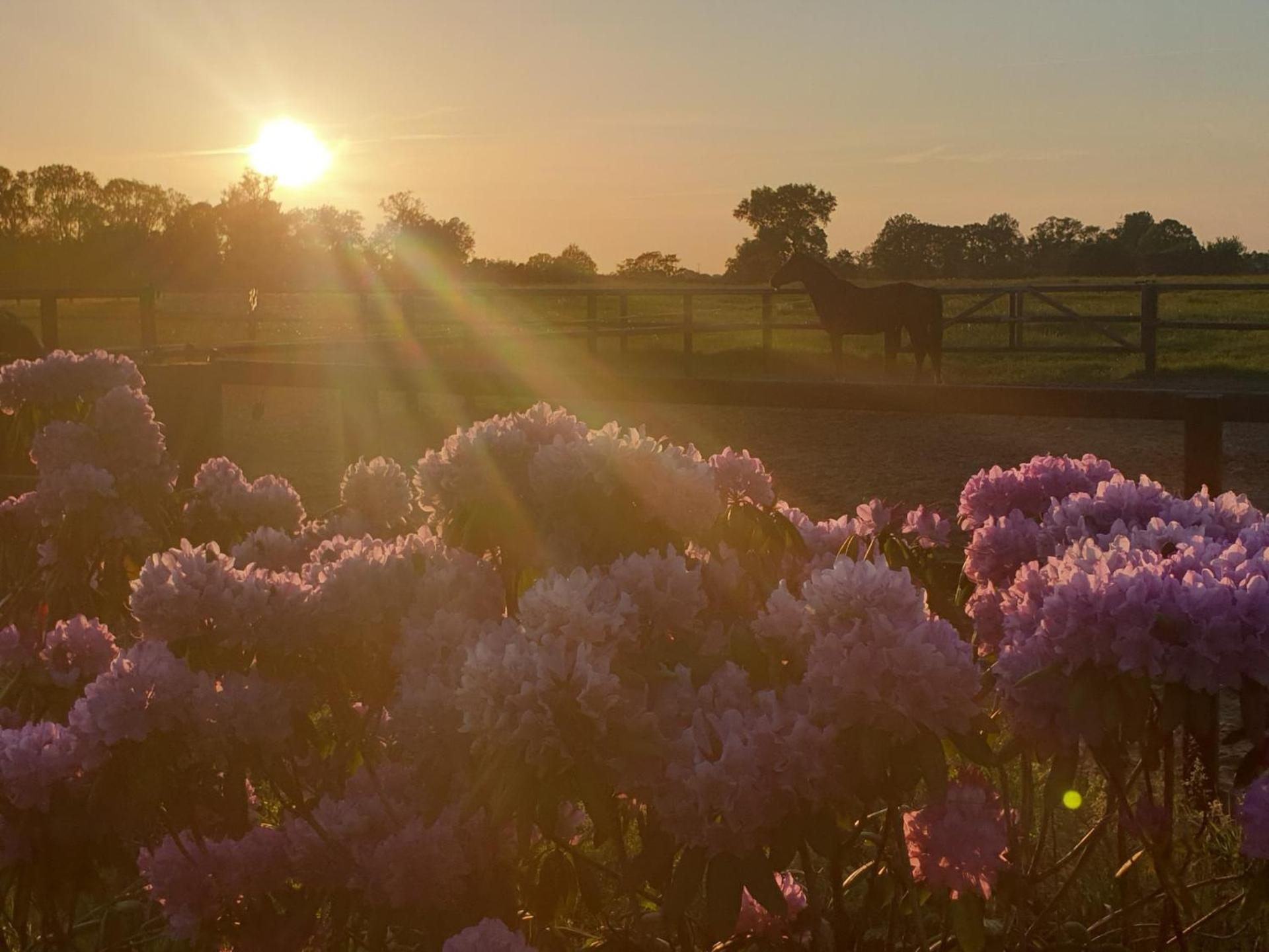 Weleveld Landgoed De Lavei B&B 외부 사진